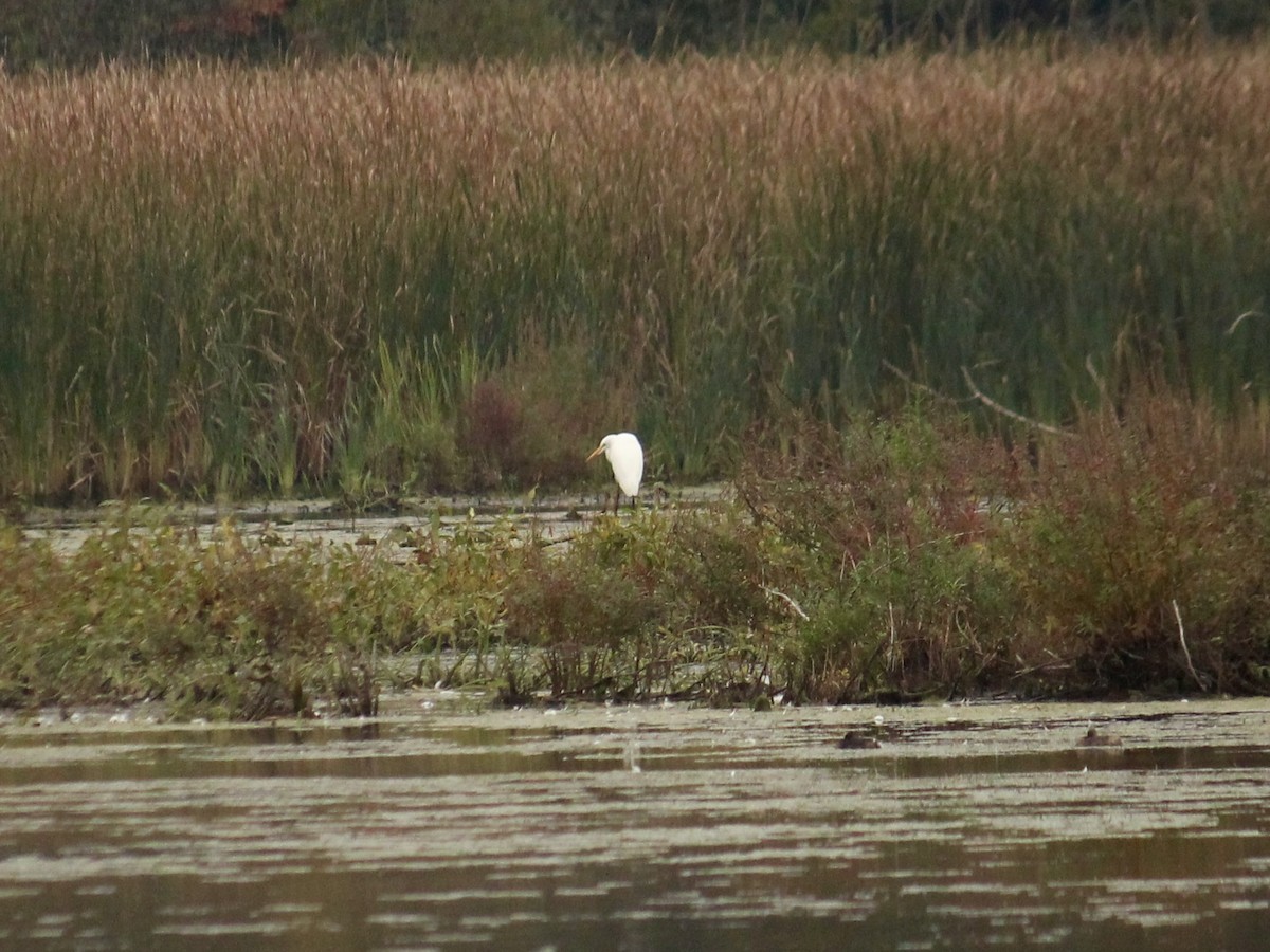 Great Egret - ML610425246