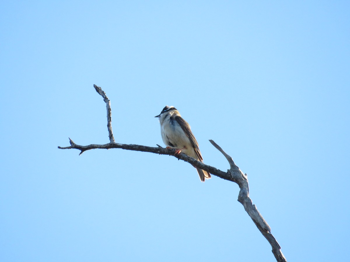 Black-chinned Honeyeater (Black-chinned) - Craig Caldwell