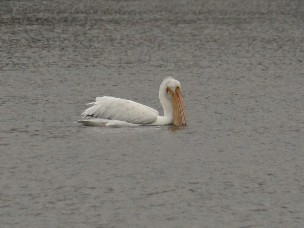 American White Pelican - ML610425385