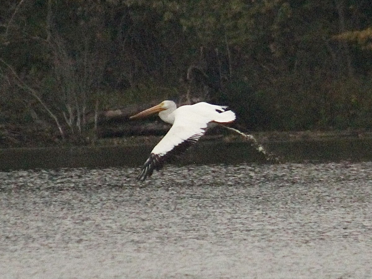 American White Pelican - Richard  Lechleitner