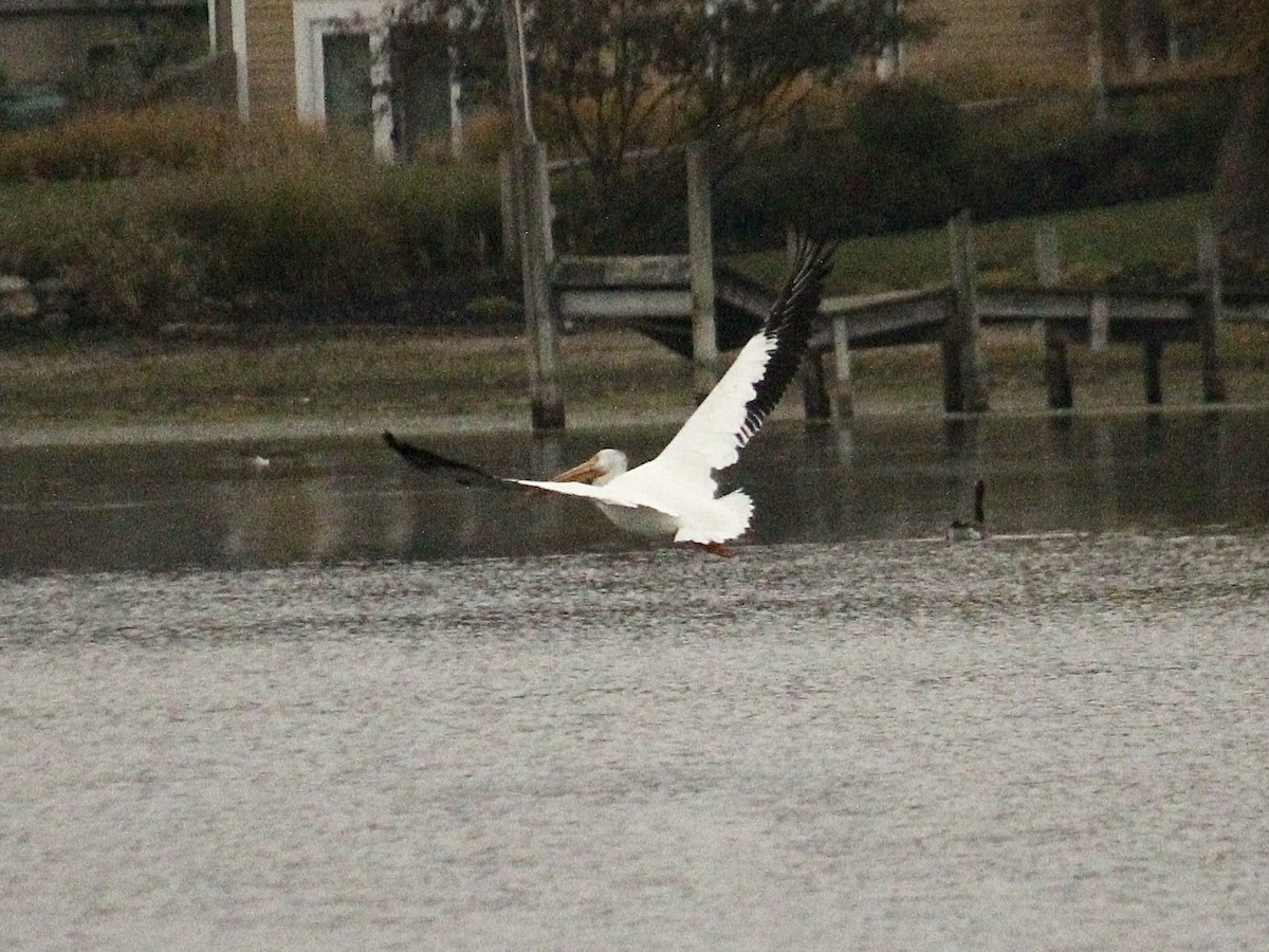 American White Pelican - Richard  Lechleitner