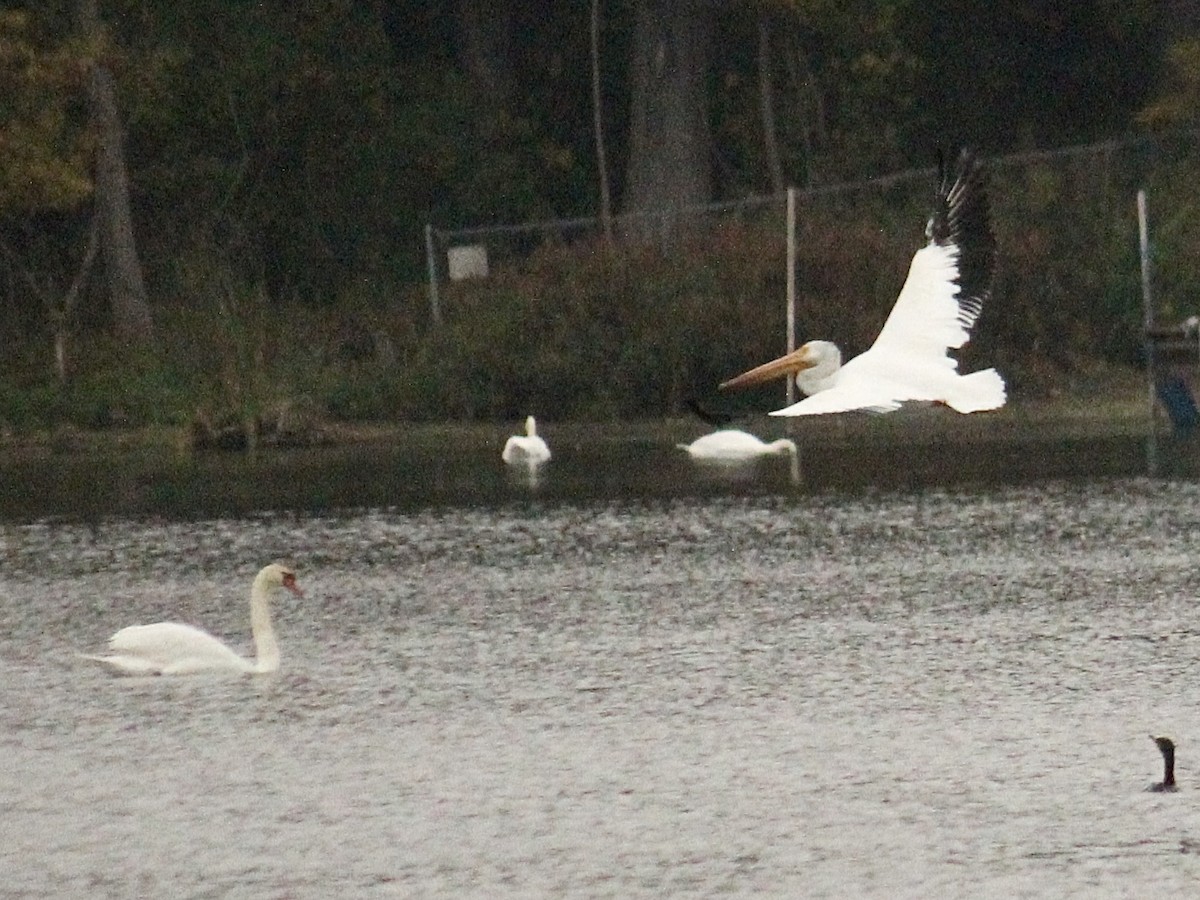 American White Pelican - ML610425389