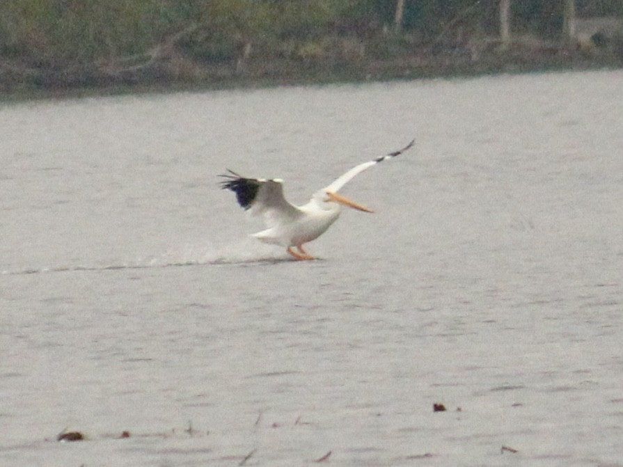 American White Pelican - ML610425390