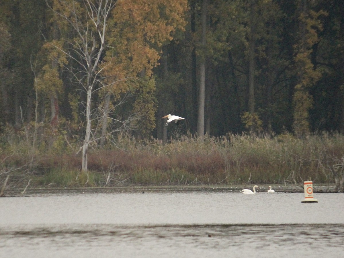 American White Pelican - ML610425391