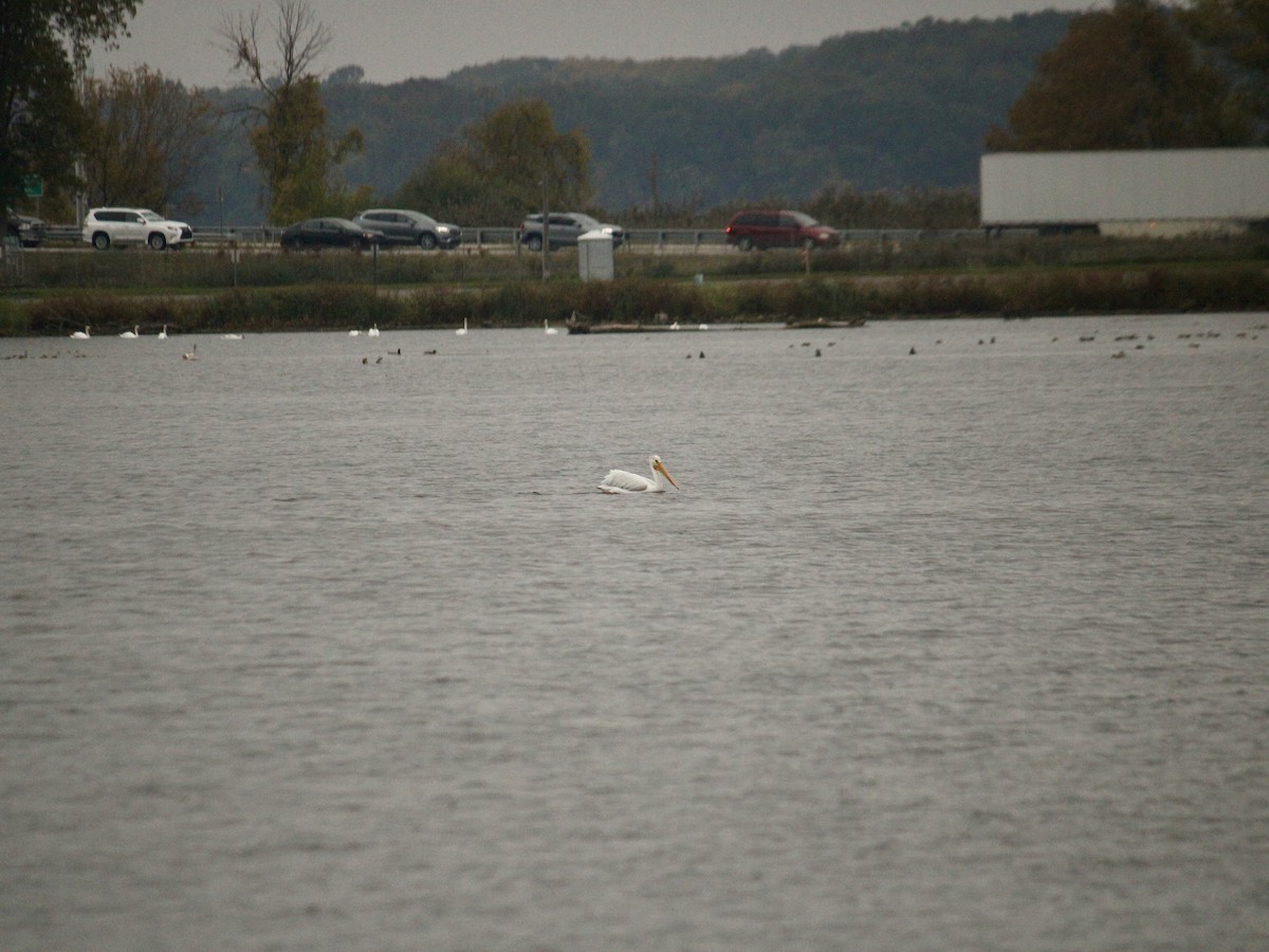 American White Pelican - ML610425392