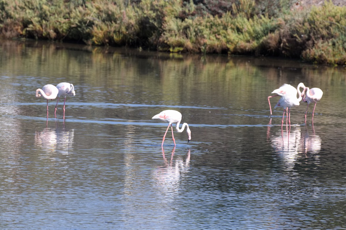 Greater Flamingo - ML610425493