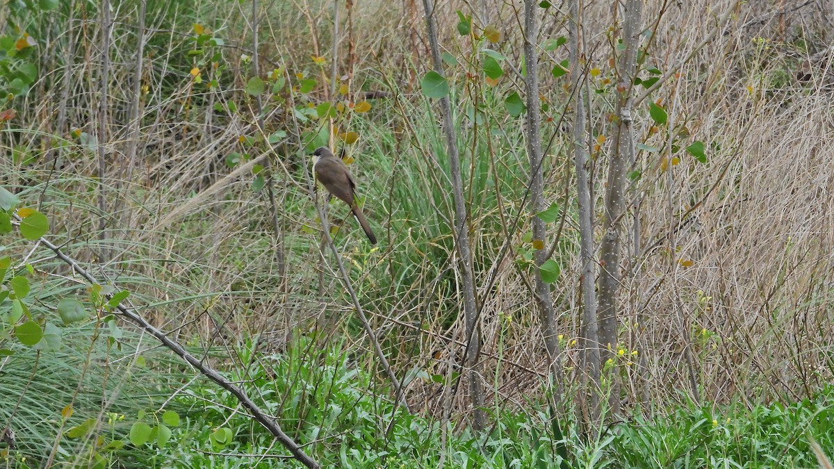 Dark-billed Cuckoo - ML610425495