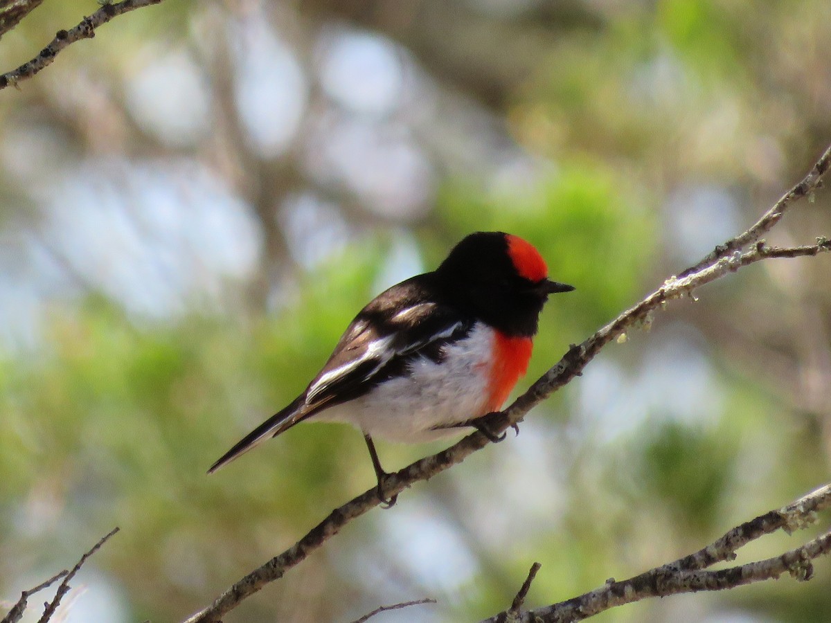 Red-capped Robin - ML610425505