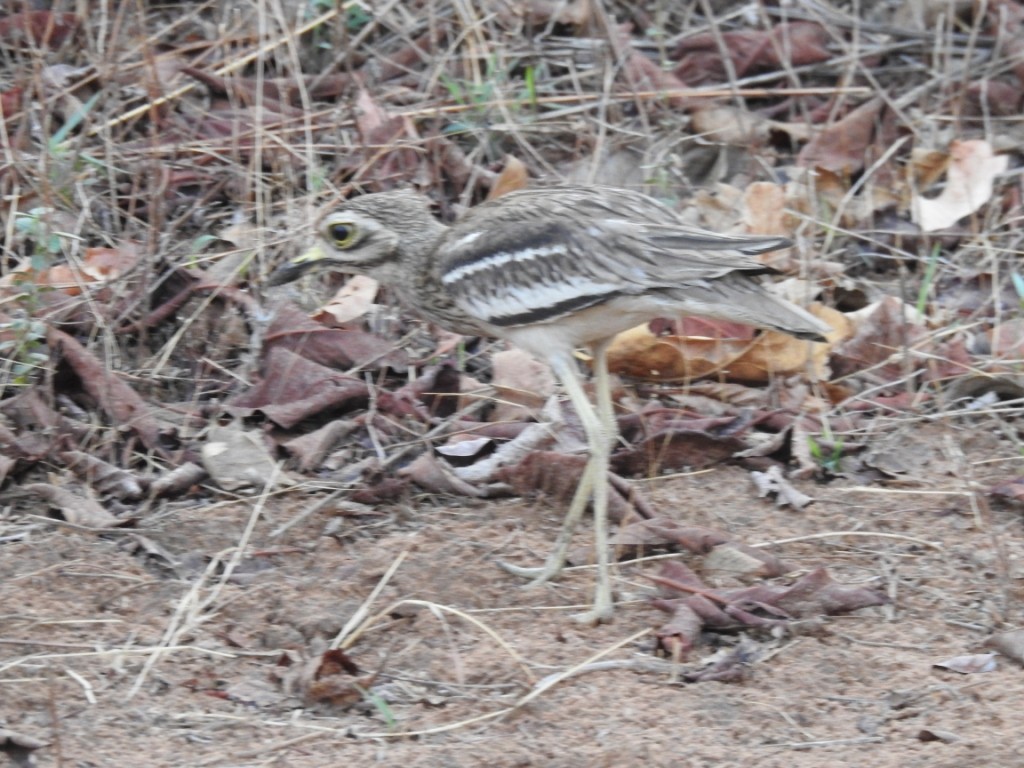 Indian Thick-knee - Sachin  Main