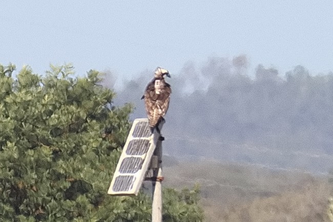 Osprey - ML610425526