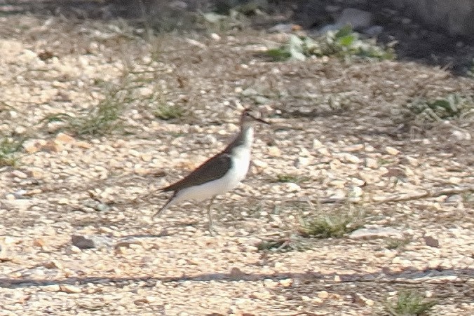 Common Sandpiper - ML610425534