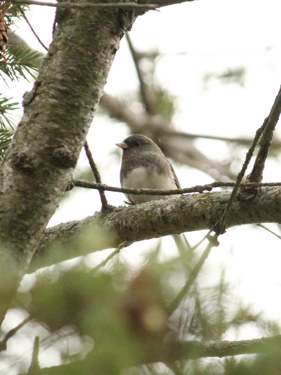 strnadec zimní (ssp. hyemalis/carolinensis) - ML610425567