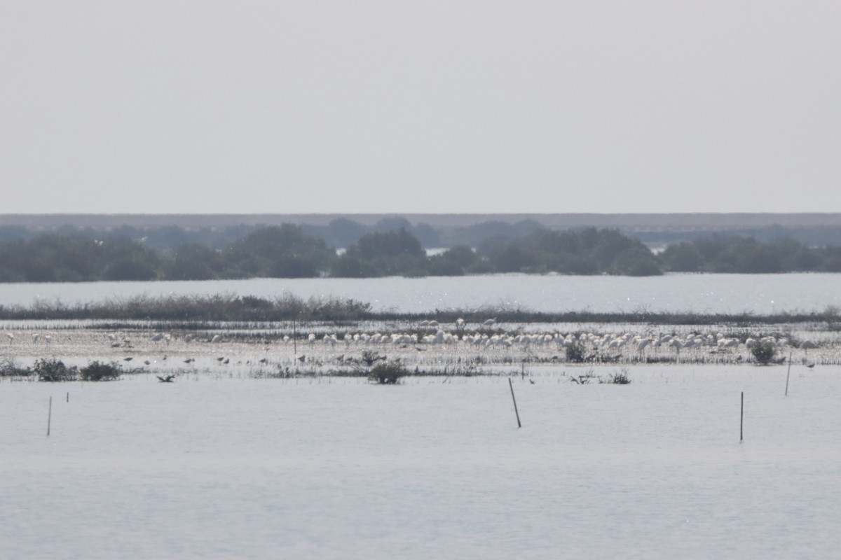 Black-faced Spoonbill - ML610425589