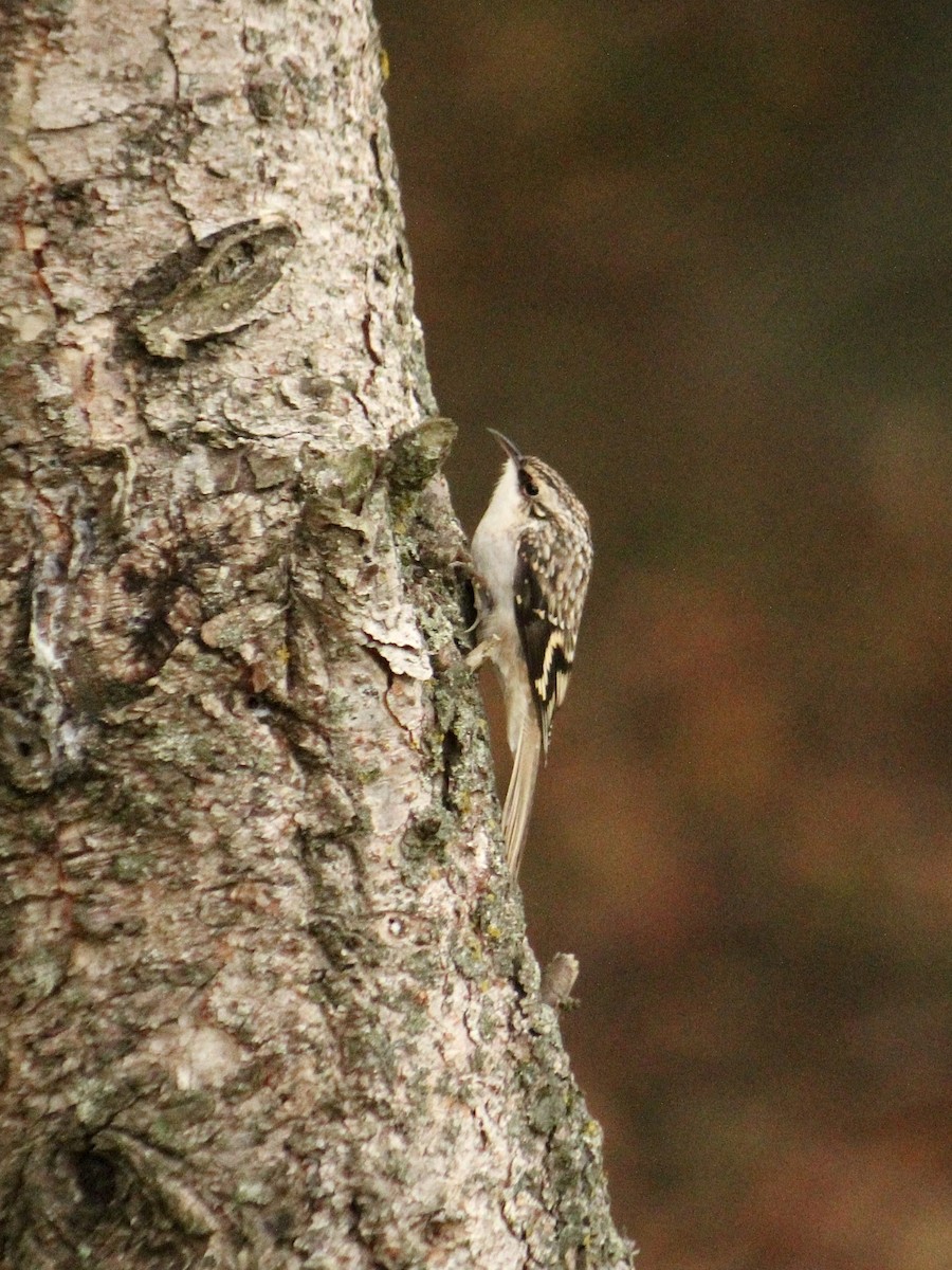 Brown Creeper - ML610425646