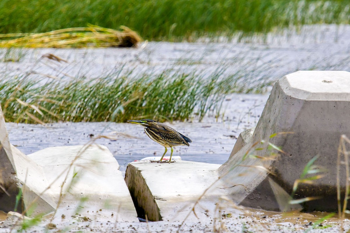 Striated Heron - ML610425774