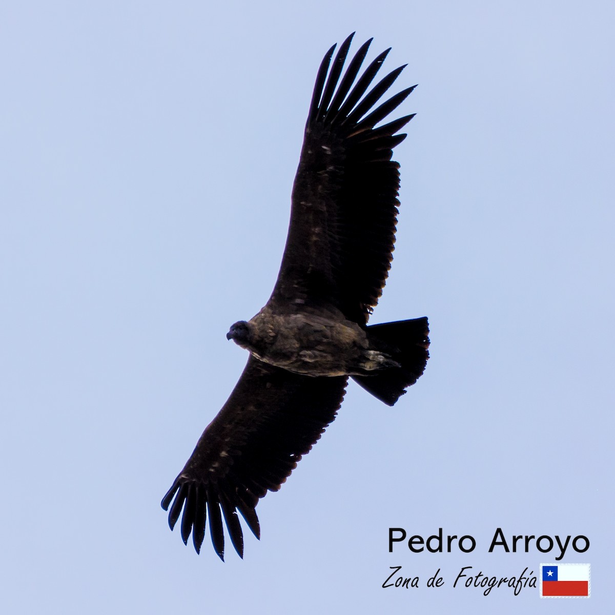 Andean Condor - ML610425817