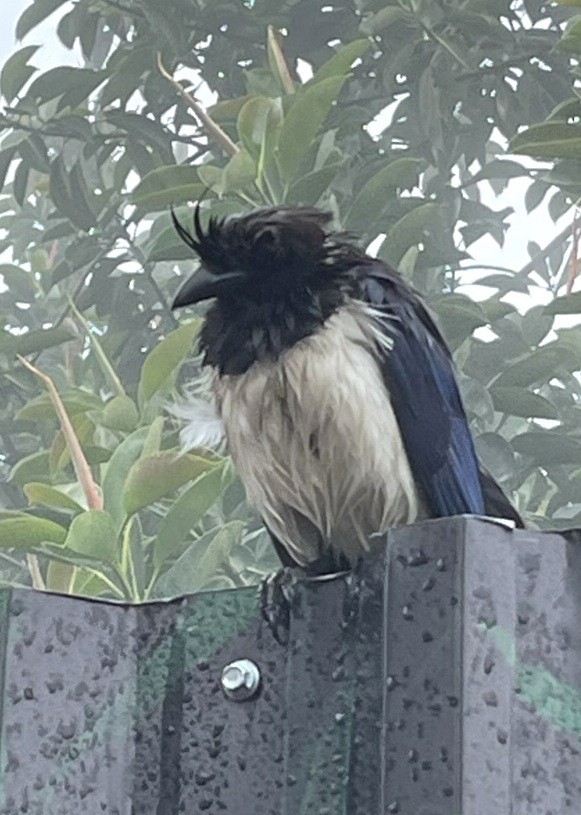 Curl-crested Jay - ML610425853