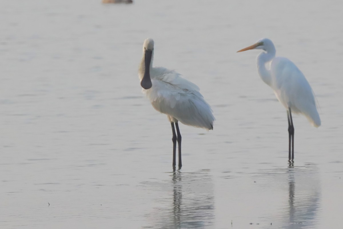 Eurasian Spoonbill - ML610425891