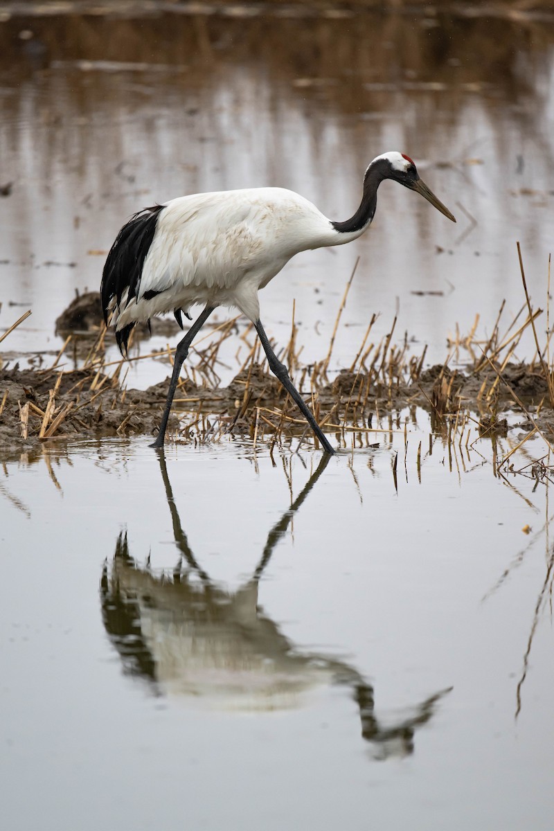 Red-crowned Crane - ML610425951