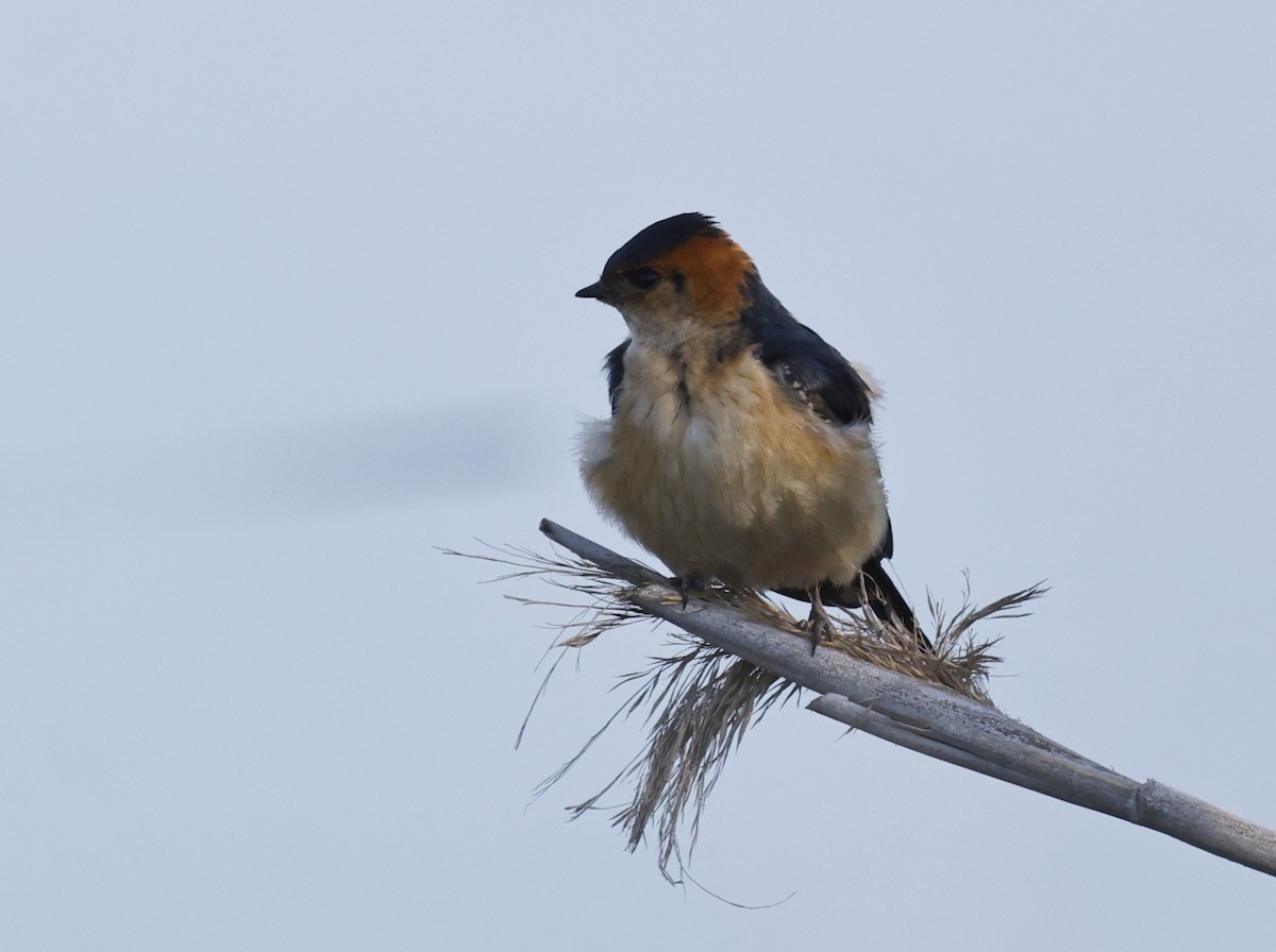 Red-rumped Swallow - leon berthou