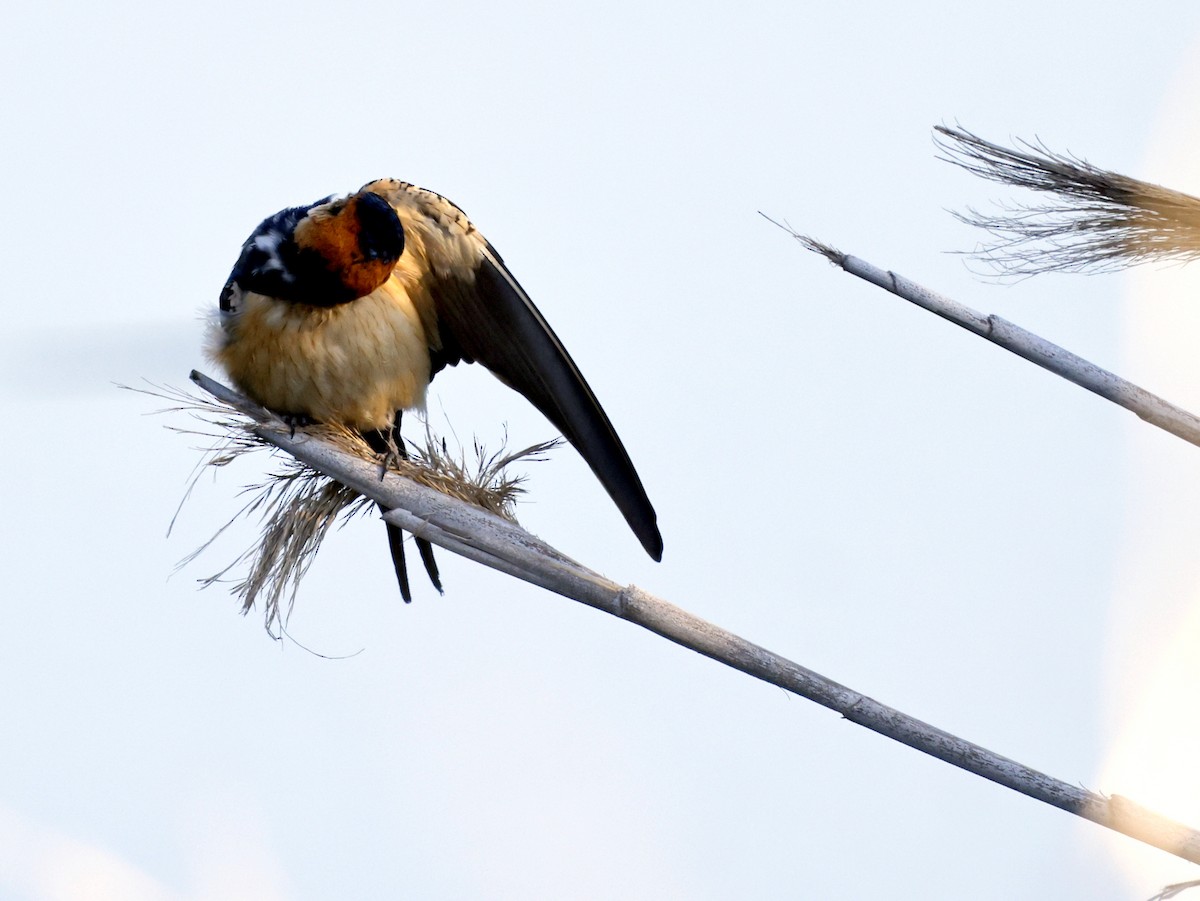 Red-rumped Swallow - leon berthou