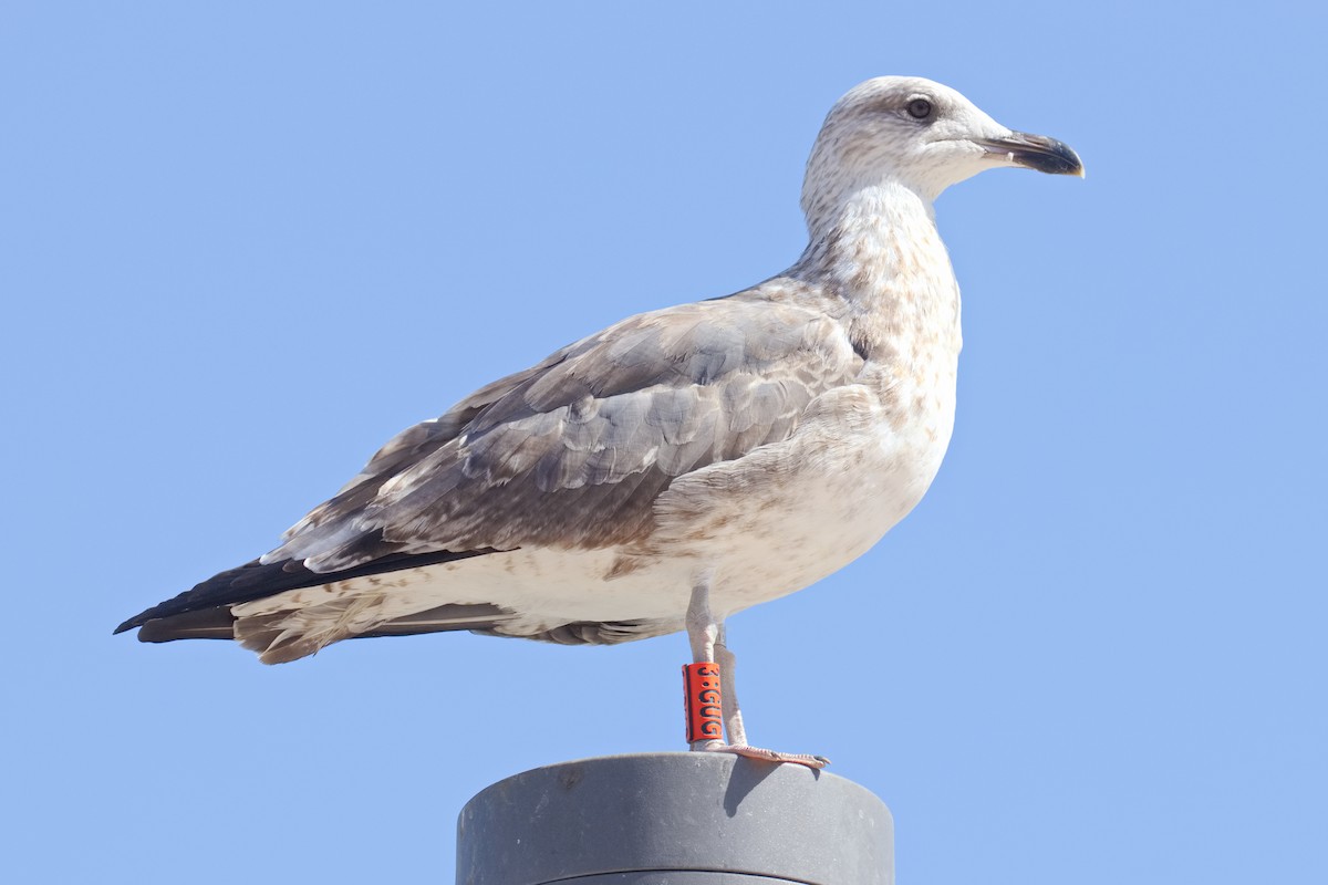 Yellow-legged Gull - ML610426175