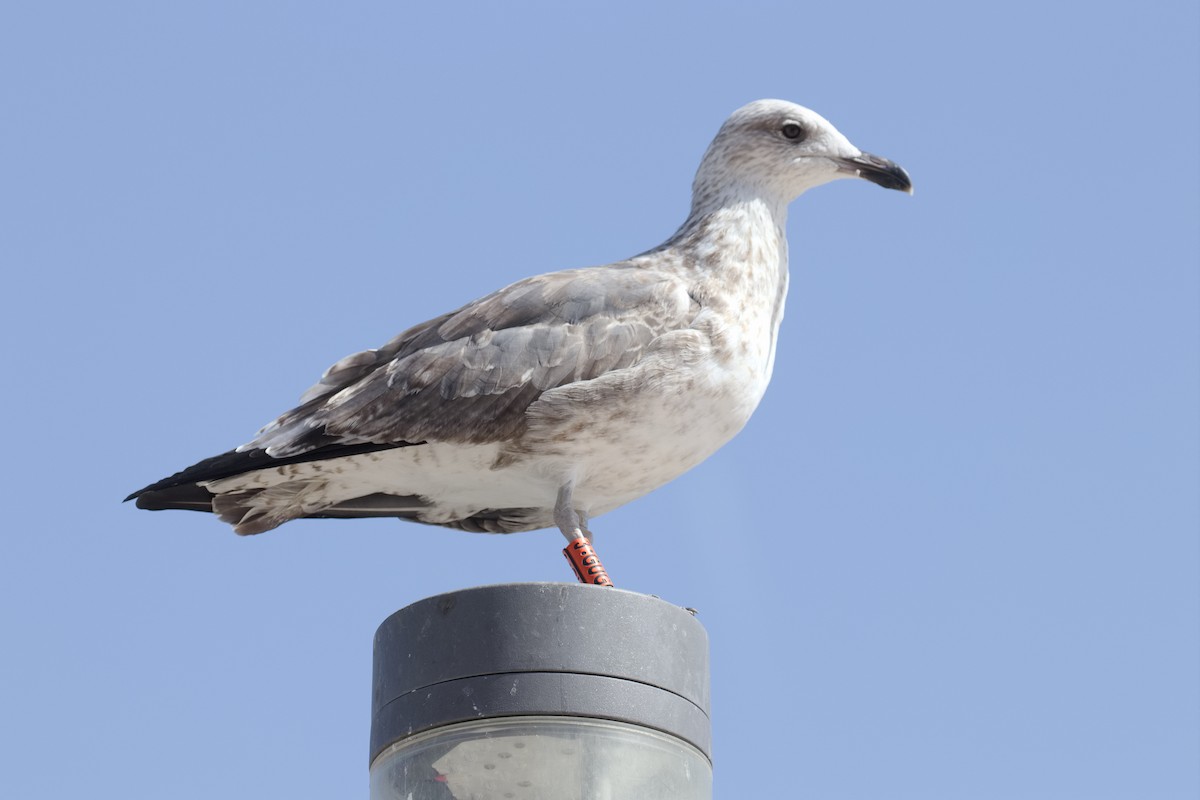 Yellow-legged Gull - ML610426176