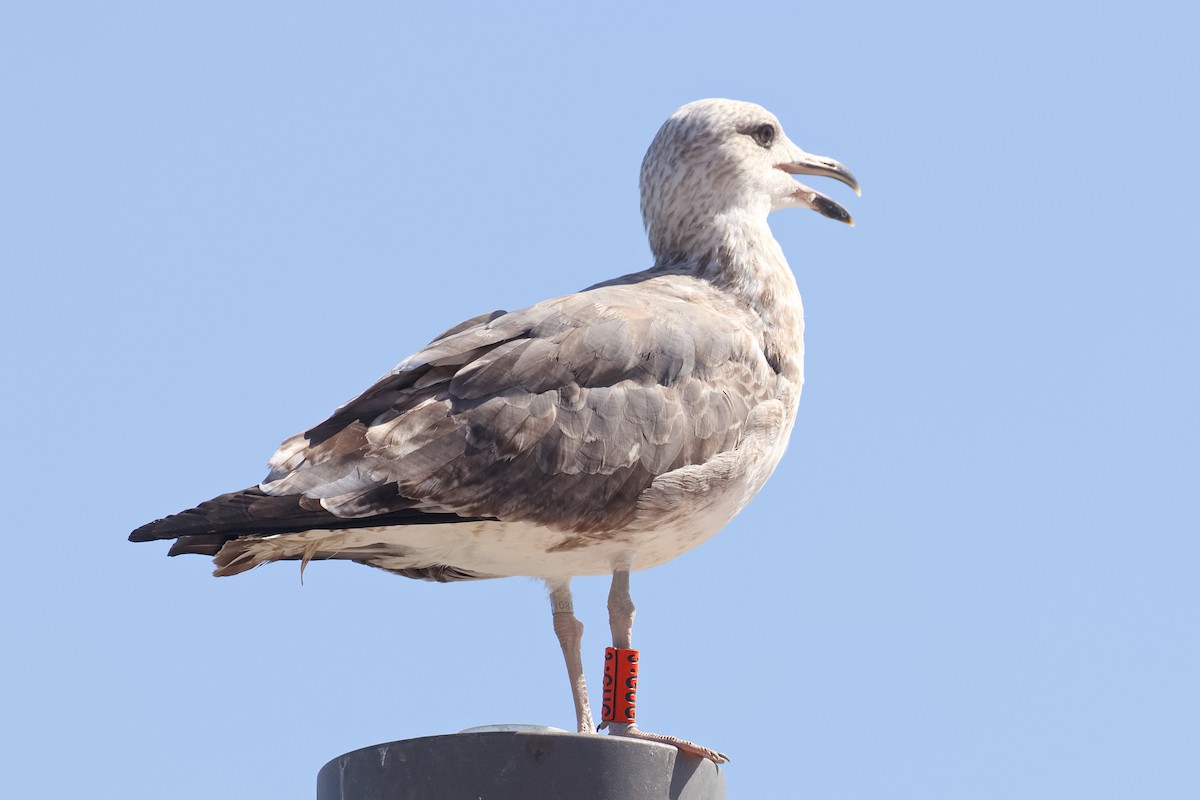 Gaviota Patiamarilla - ML610426179