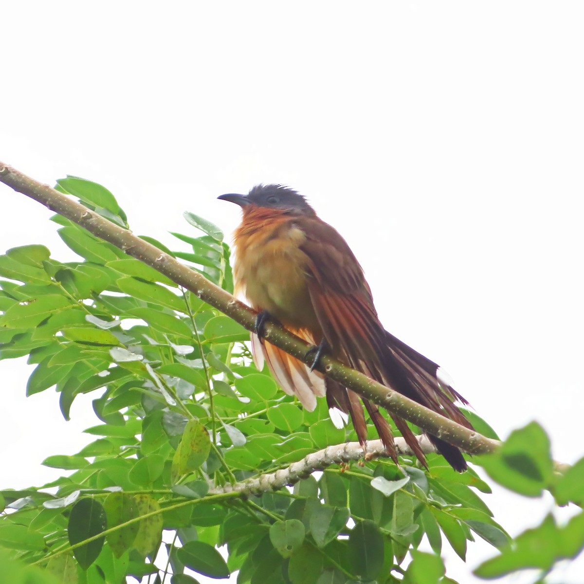 Gray-capped Cuckoo - ML610426216