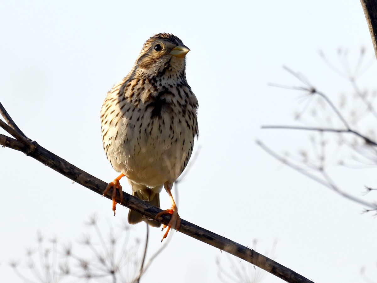 Corn Bunting - leon berthou