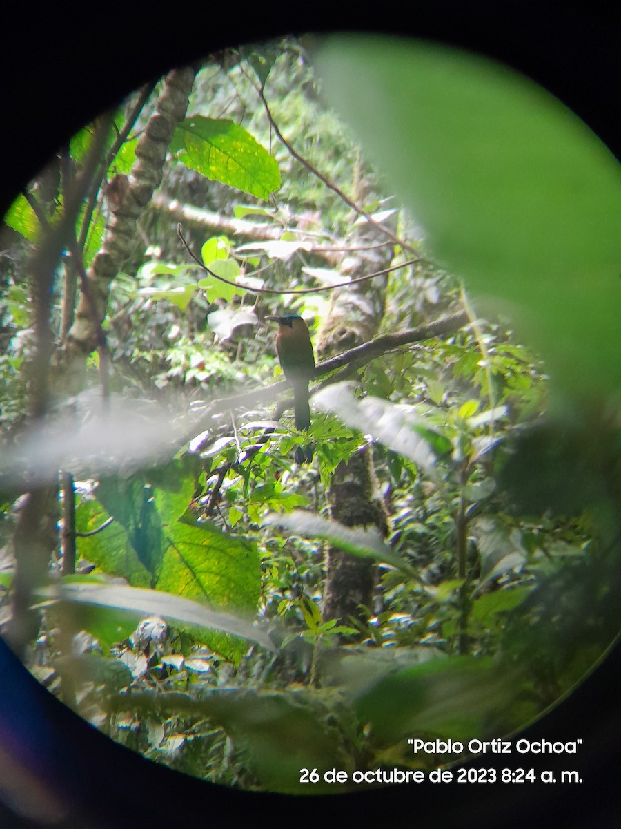 Lesson's Motmot - Pablo Ortiz Ochoa