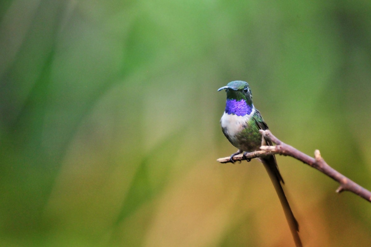 Colibrí Colirraro - ML610426306