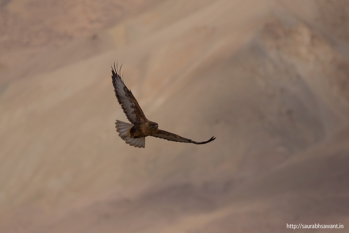 Upland Buzzard - ML61042631