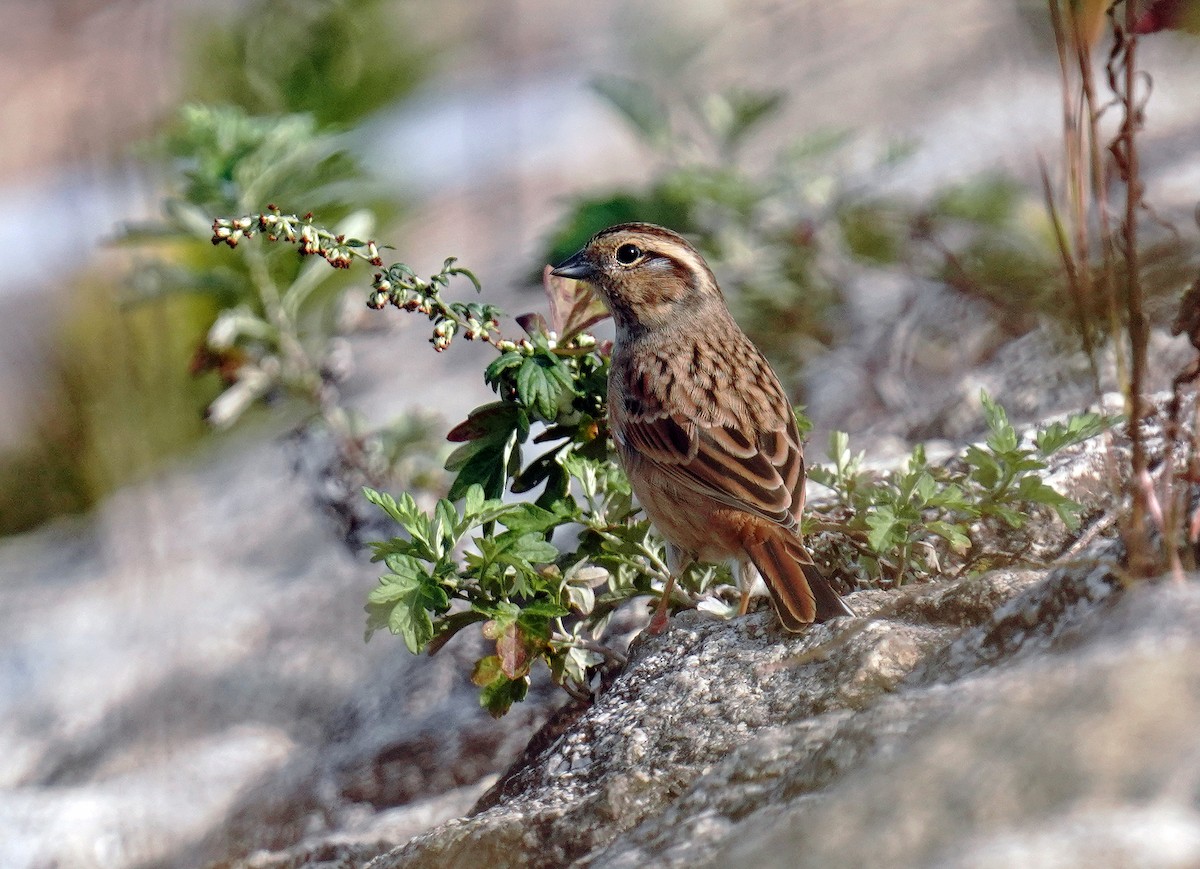 Meadow Bunting - toshiaki sasama