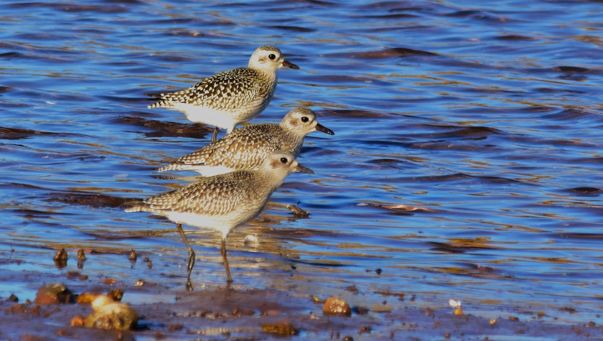 Black-bellied Plover - ML610426321