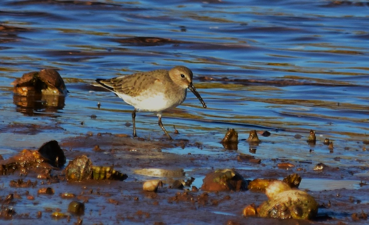 Alpenstrandläufer - ML610426379