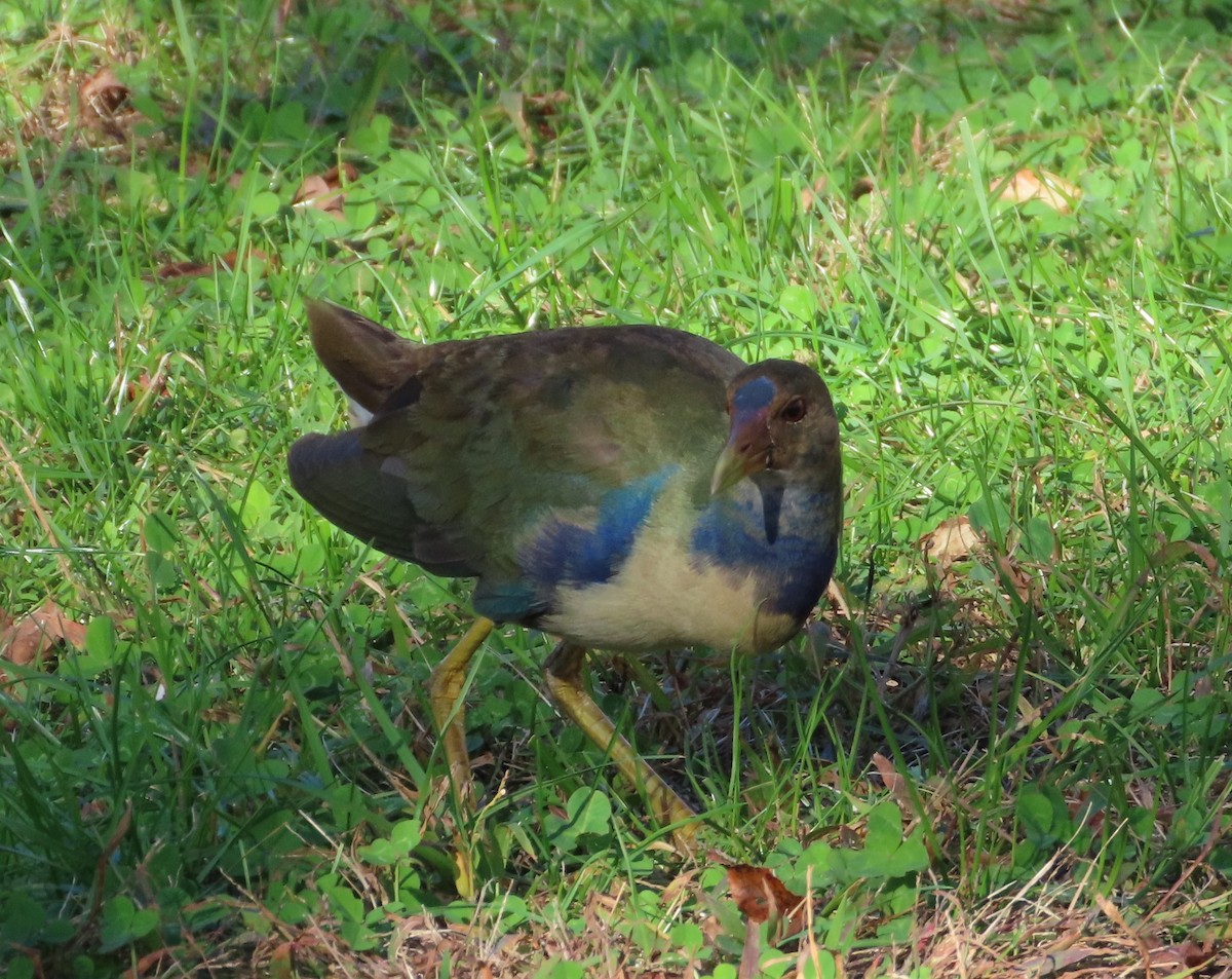 Purple Gallinule - ML610426382