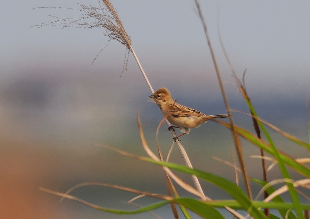 Pallas's Bunting - 浙江 重要鸟讯汇整