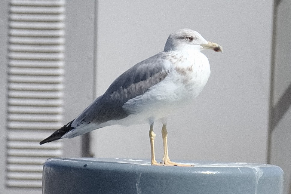 Yellow-legged Gull - ML610426391