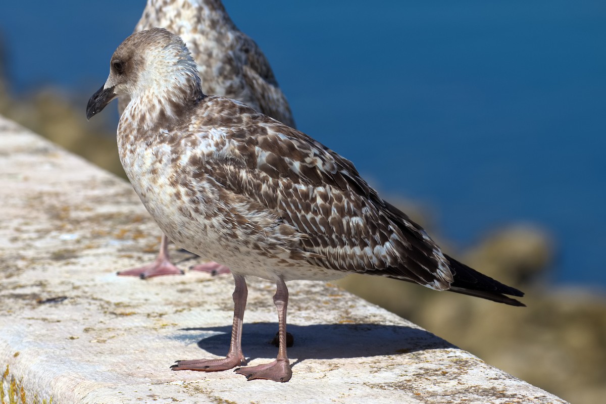 Gaviota Patiamarilla - ML610426451