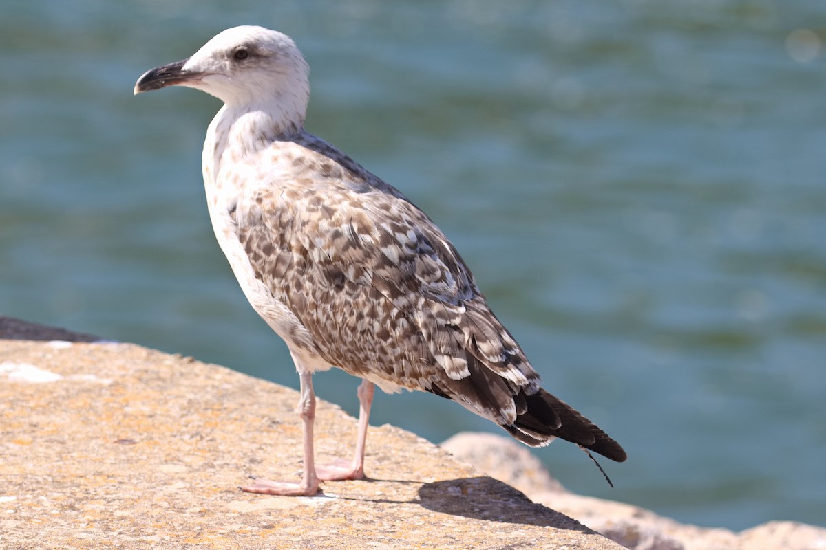 Yellow-legged Gull - Bruce Kerr