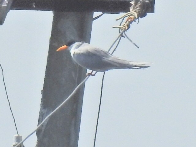 River Tern - RAVEESHA H N