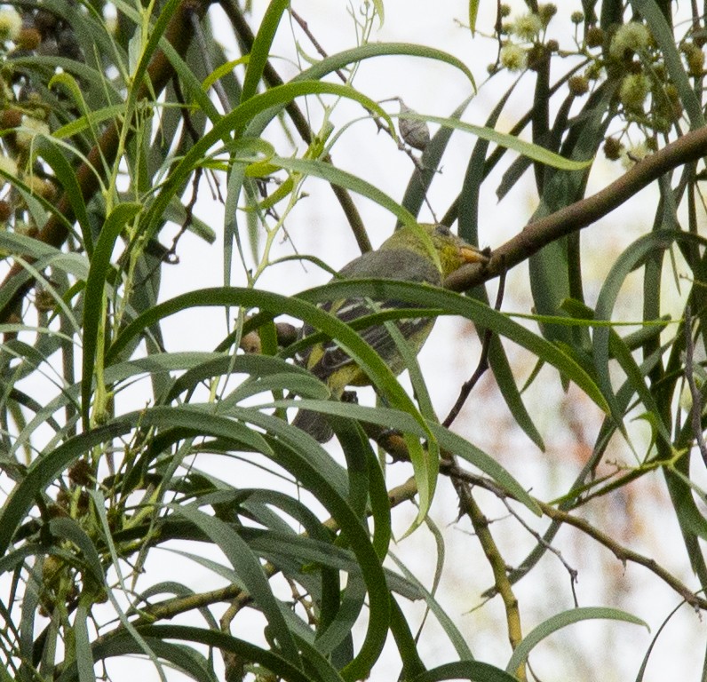 Western Tanager - ML610426578