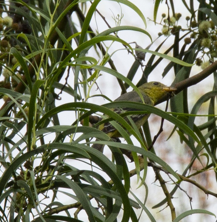 Western Tanager - ML610426580