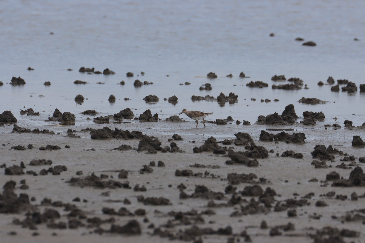 Pectoral Sandpiper - Sebastian Ekbom