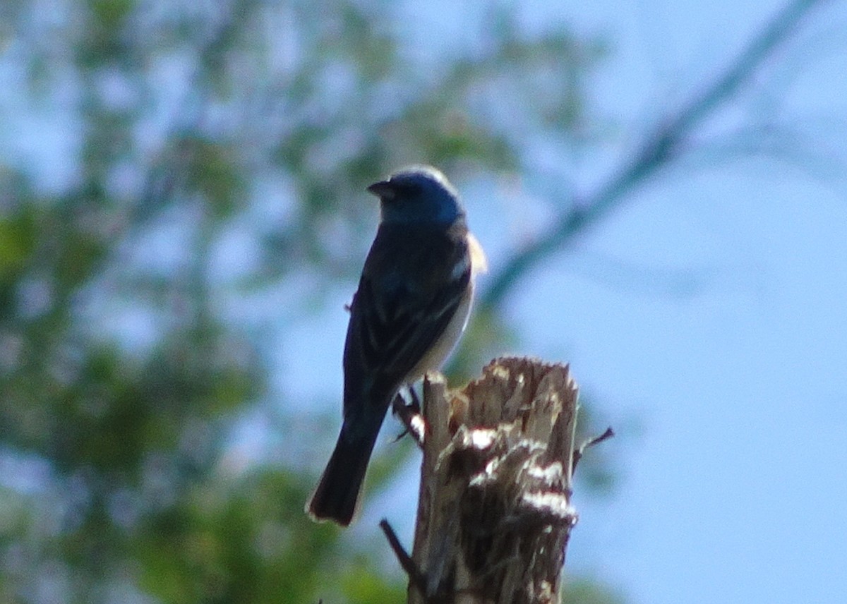 Lazuli Bunting - ML61042681