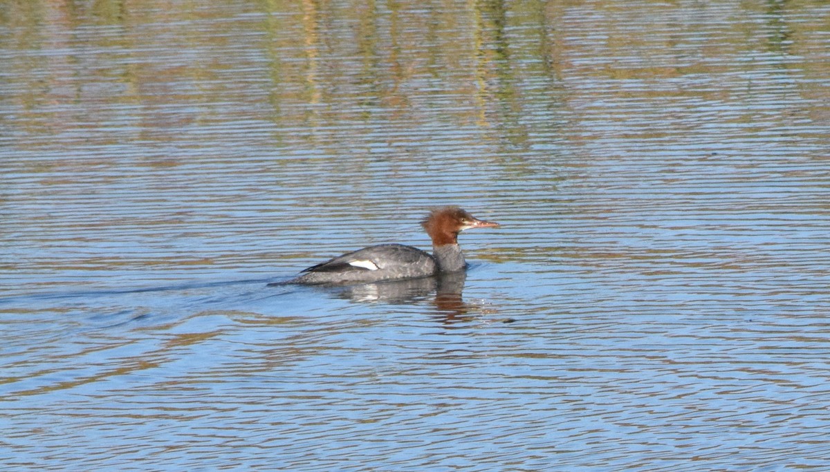 Common Merganser - ML610426837