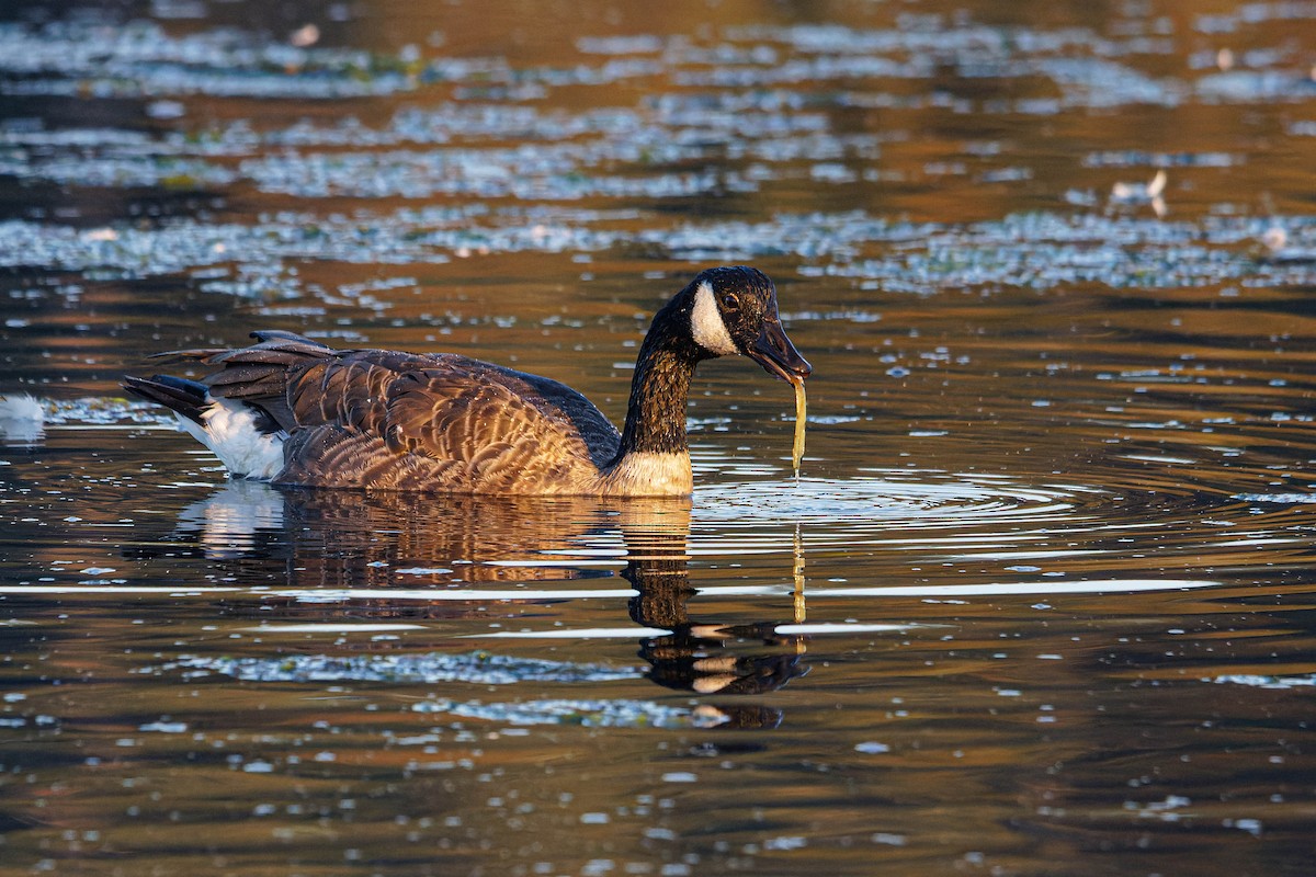 Canada Goose - ML610426852