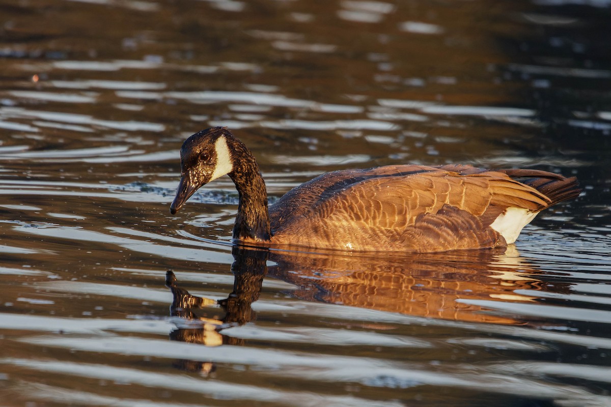 Canada Goose - ML610426853