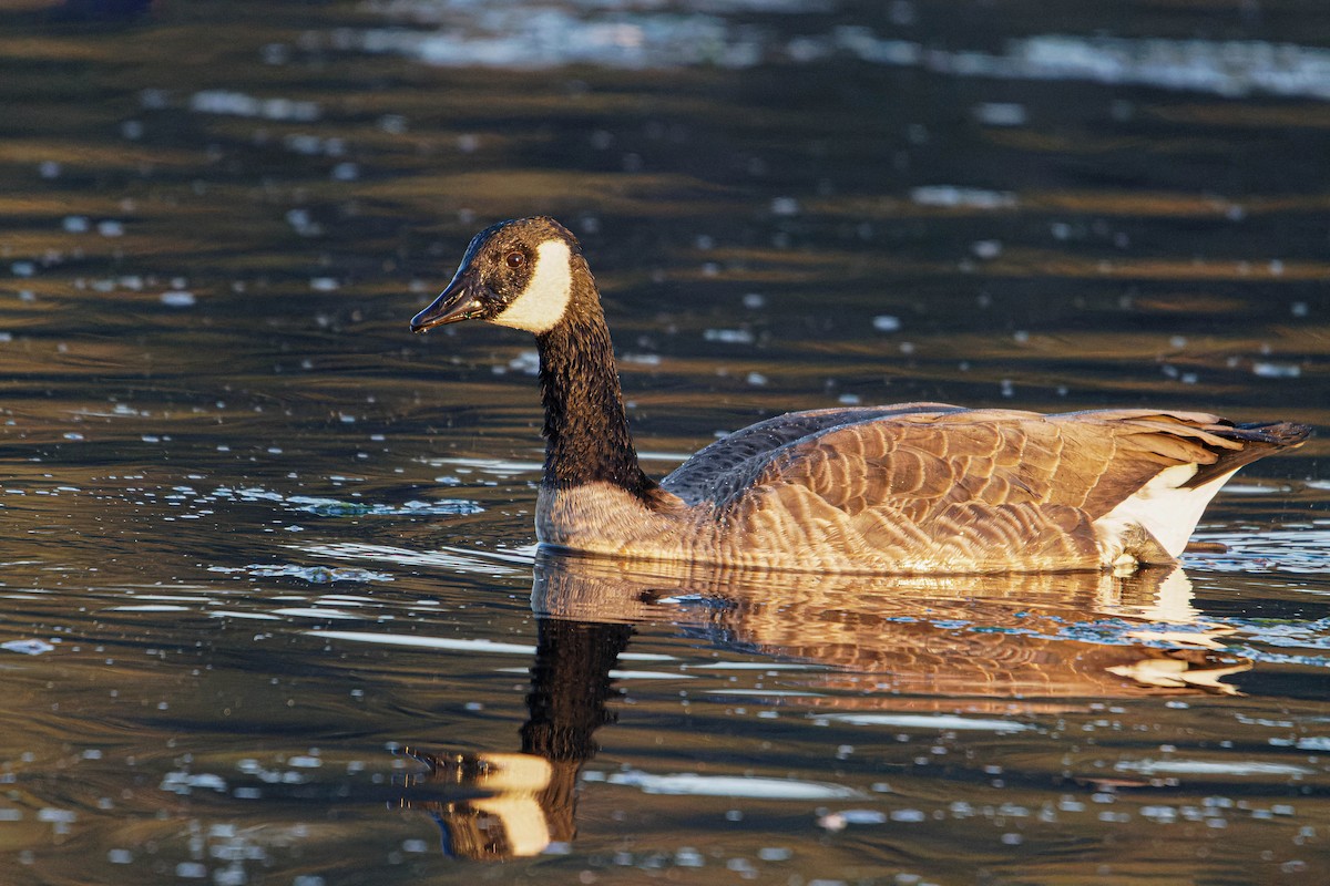 Canada Goose - ML610426854